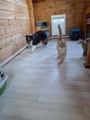 Tia avec les chats