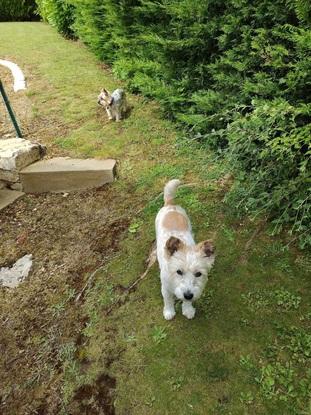 Les chiens de nos parents