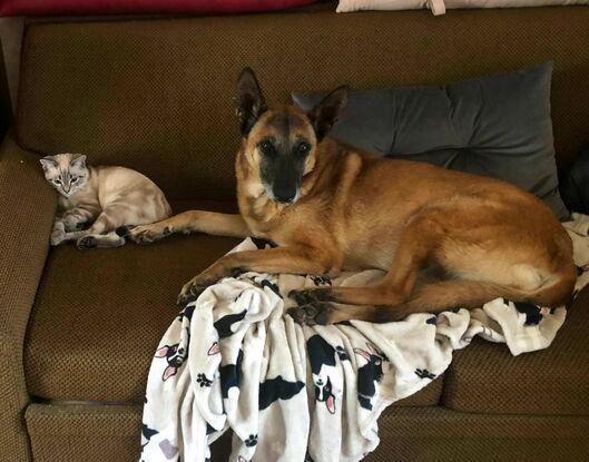 Isis et Yoshi (Chaton de mes parents)