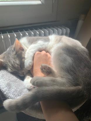 Petite mascotte au stade dans une clinique vétérinaire.