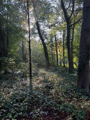 Bois de Boulogne près de chez moi