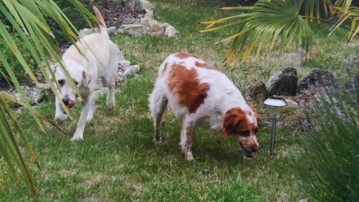 chiens précédents gardés :) 