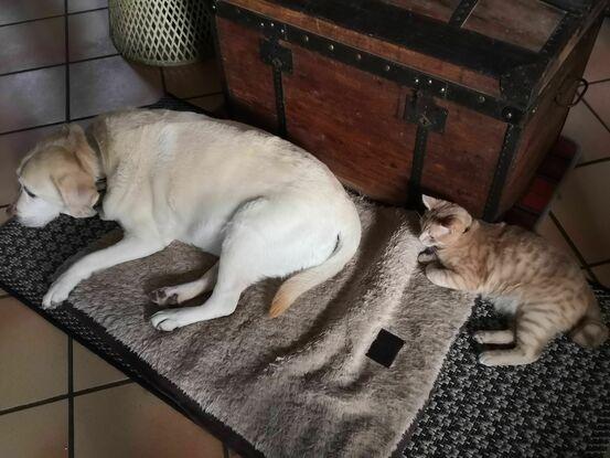 chien et chat dans la maison, relax