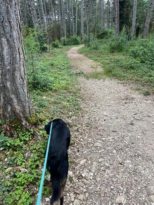 Ballade en forêt avec un golden croisé border collie de 5 ans (21j de garde)