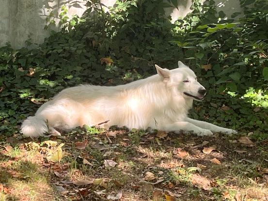 Detente en parc canin avec un bergamer blanc suisse de 9 ans (11j de garde)