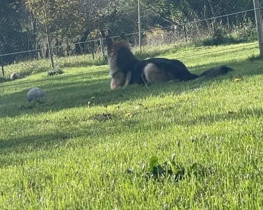 Le loulou quist dans le jardin de son maitre 