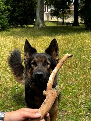 en balade avec le chien de mon petit ami