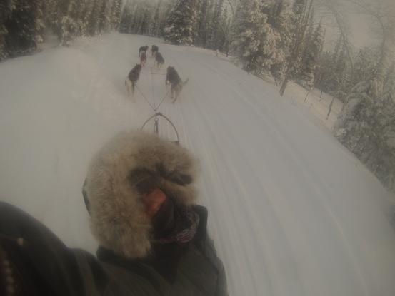 Saison de Mushing dans le Yukon (Canada)
