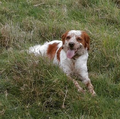 Chien de mon père 