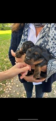 Des chiots gardés quelques jours 