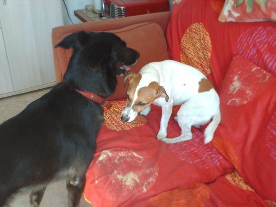 Bambou et Brooklyn