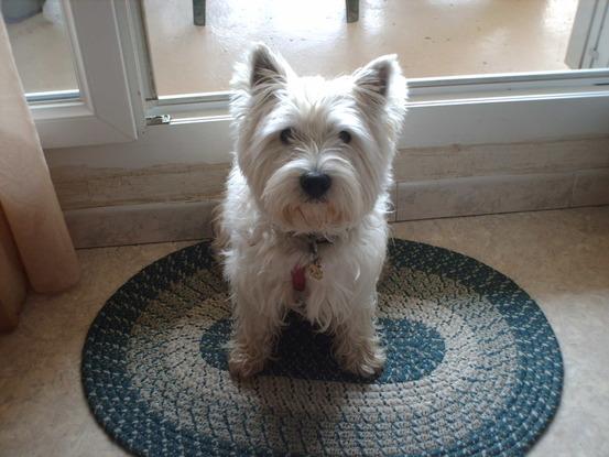 Genny - Westie