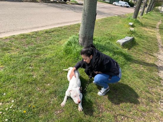 Balade Oslo, chiot dog argentin SNPA