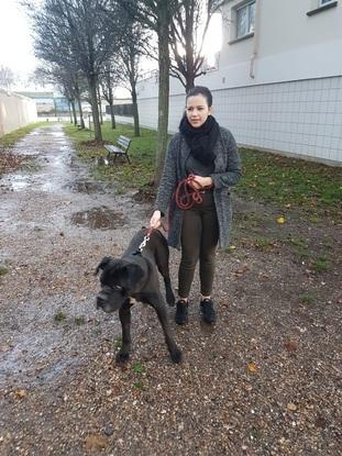 Balade tyson, cane corso snpa