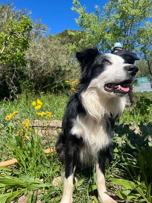 Chien que j’ai gardé 