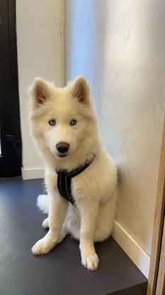 Chien de mon entourage