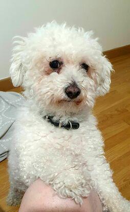 Bichon frisé / Jack