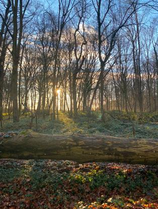 Forêt proche de la maison en Picardie