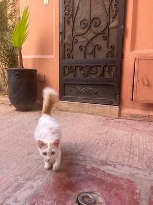 Un petit chat à Marrakech