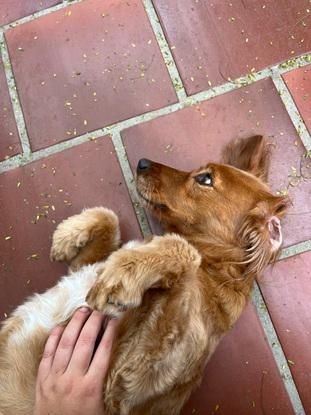 Oliver un chien que j’ai gardé au Brésil