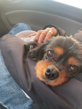 Jally ! La chienne d’un ami épuisée après une balade en forêt 🌳 