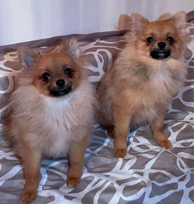 Les 2 petits spitz que j’ai gardé récemment