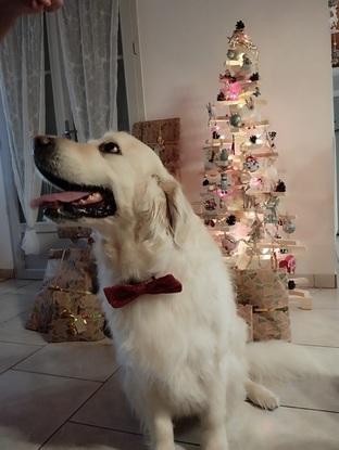 Macha se fait belle pour Noël 🎄