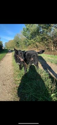 Promenade de chien