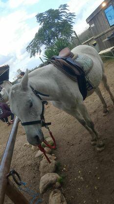 Un cheval déjà gardé.