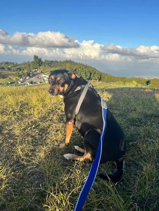 Mes animaux à l’île de la Réunion 