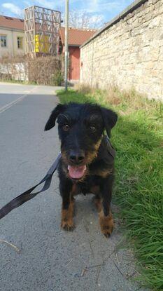 Terrier de Chasse Allemand / Rogelio