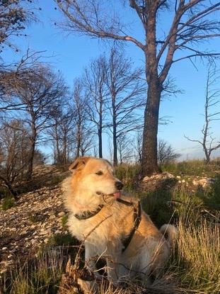 Promenade à la montagnette avec mon chien 