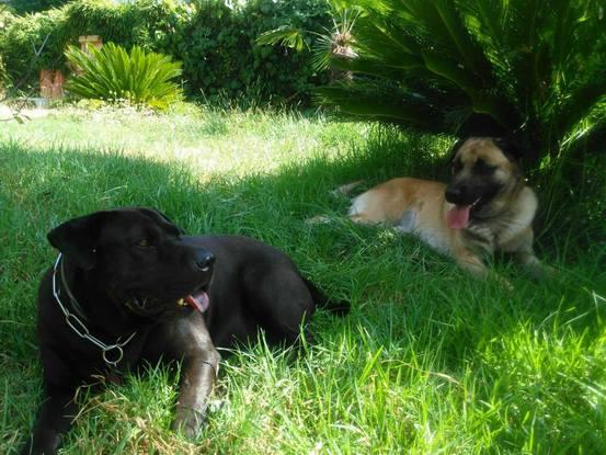 Choupette et Hugo dans le jardin de mes parents