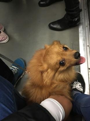🐾