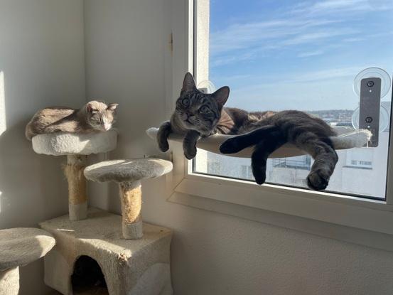 Mes chats qui prennent le soleil