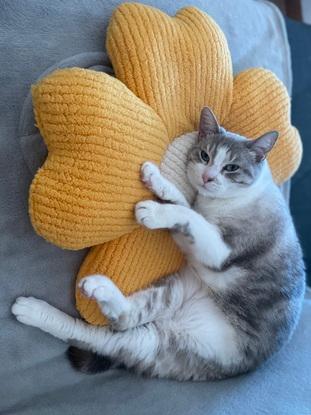 Mira avec son coussin préféré