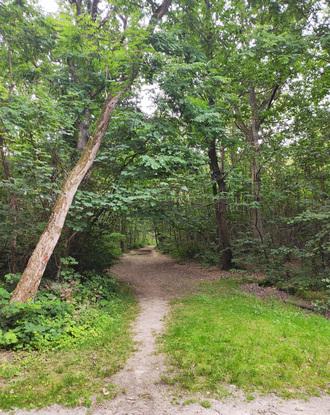 Bois des trous