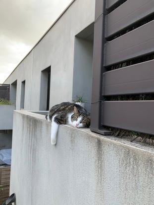 Hézate (la chatte gardée pour une amie à son domicile)