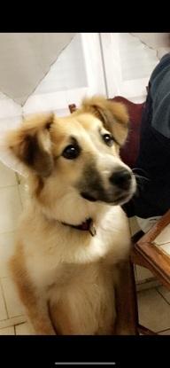 Lassie