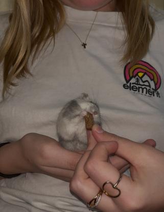 mon hamster