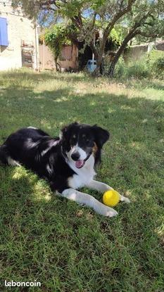 La chienne de ma mère que j'ai vu grandir