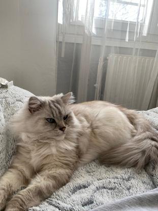 Gentil chat prénommé cookie