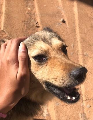 Il est vraiment très robuste ce petit Boule, les promenades avec lui, finissaient toujours en course tellement il aime ça courir , ses beaux moments me manques , hâte de refaire du footing avec lui