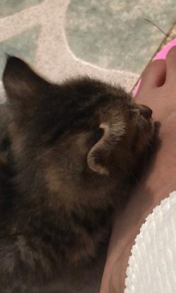 Ce petit chaton de quelques semaines qui aimait beaucoup ma compagnie!!! Argg j’ai hâte de le revoir et pouvoir m’occuper de lui, je me demande comment il va depuis