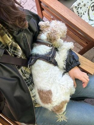 Chien gardé chez moi une semaine
