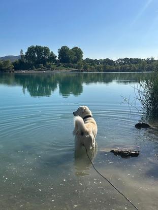 Chien garde en journée la semaine pendant quelques temps