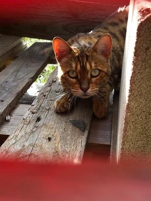 Le chat que je garde fréquemment  