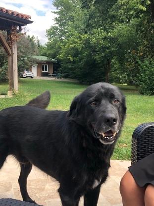 Le chien que je garde souvent  