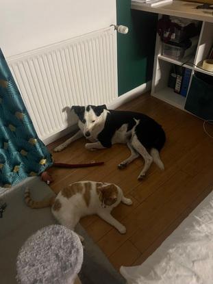 Une bonne entente chien et chat