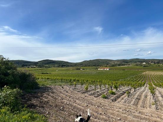 Petite rando dans les vignes